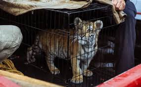 🐯 Insólito hallazgo en Naucalpan: rescatan cachorro de tigre en taquería.